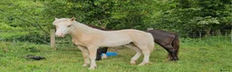 Welsh Section D horses for sale: Palomino Welsh pb colt  - Advert 1