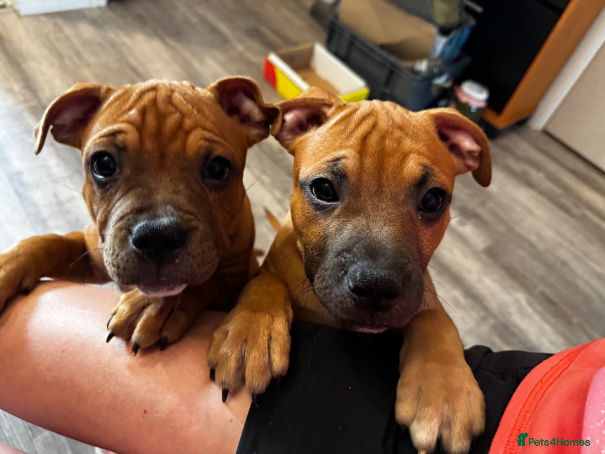Staffordshire Bull Terrier dogs 🔥 KC RED STAFFY GIRL – LAST ONE! READY NOW ❤️ - Advert 1