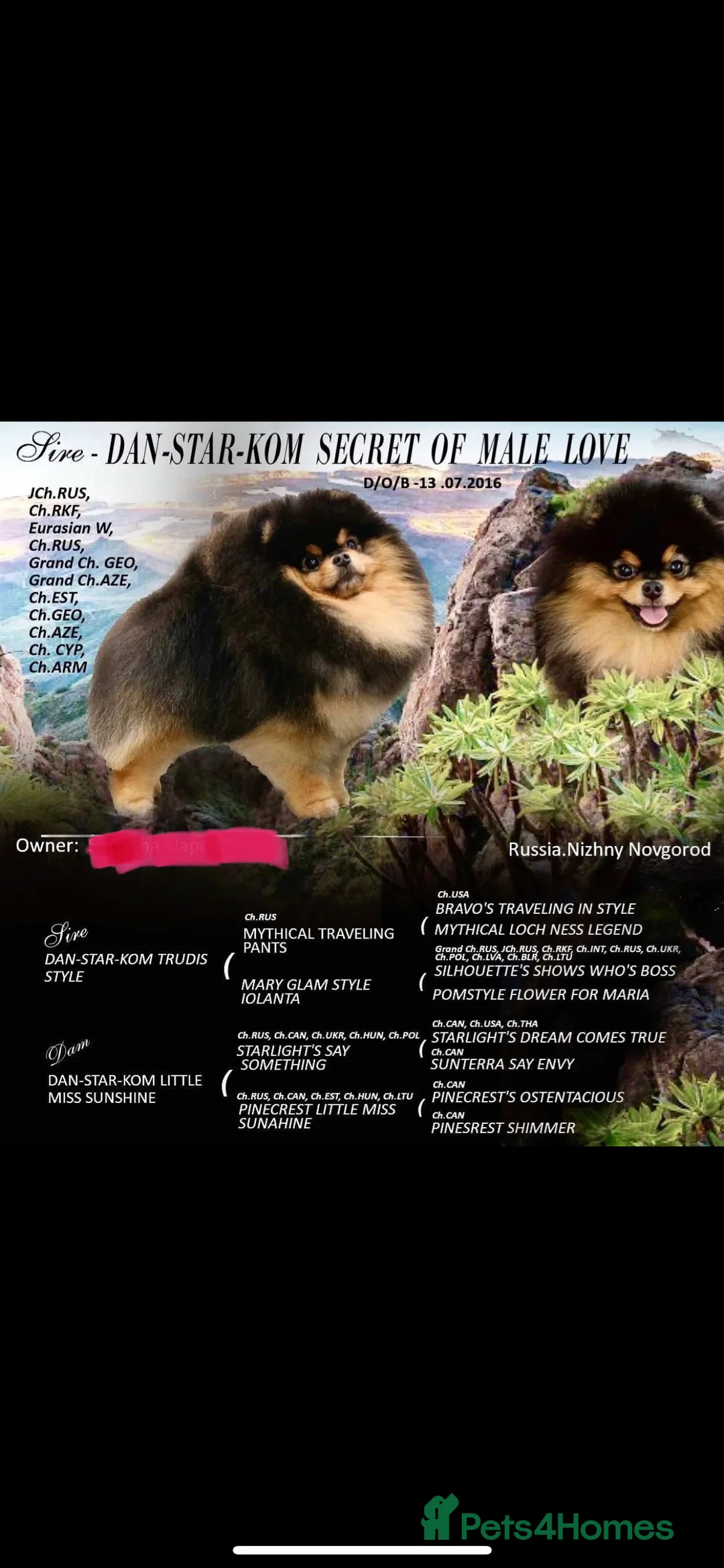 Pomeranian dogs for stud: STUNNING FENDI OPEN AT STUD 🏆CHAMPION SIRED🏆 in Grays - Advert 28