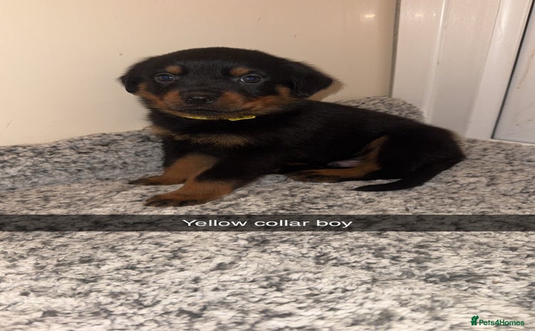 Rottweiler dogs - Advert 1