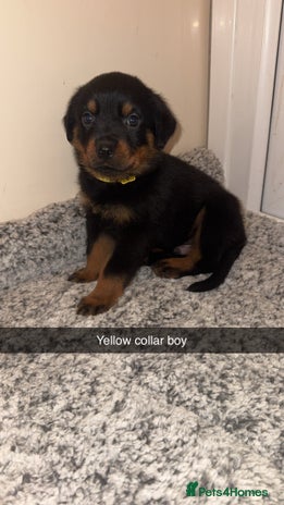 Rottweiler dogs - Advert 1