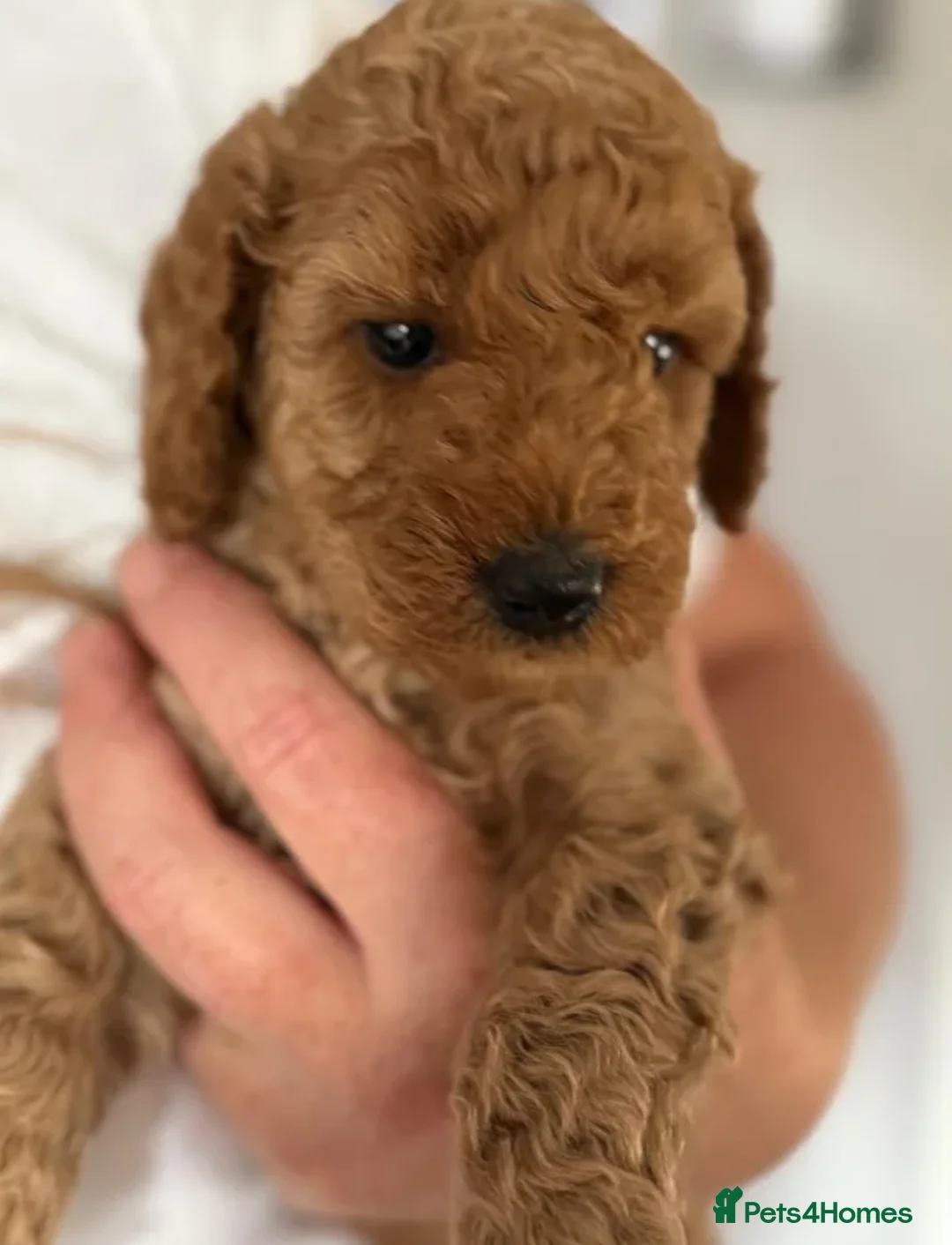 Cockapoo dogs for sale: Smart, Sweet & Snuggly-Fluffy Cockapoo Cuties - Advert 10