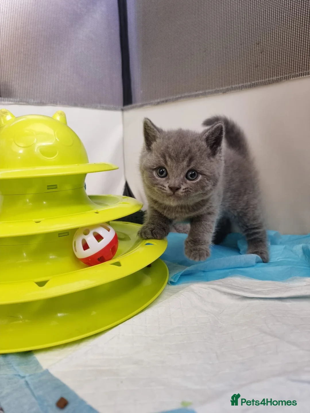 British Shorthair cats for sale: Full Paperwork BSH Kittens Ready 2 July 2026 - Advert 2