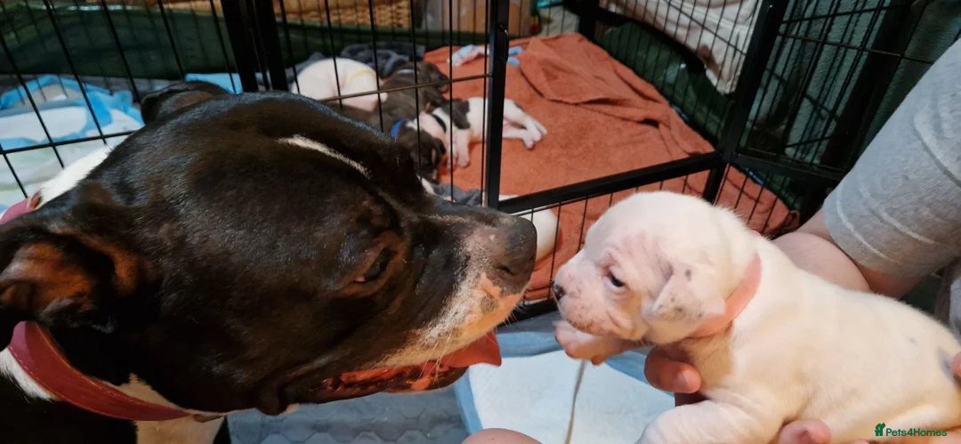 Staffordshire Bull Terrier dogs for sale: Beautiful Long-legged Staffy Puppies  in Dartford - Advert 1