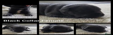 Black Collar Female