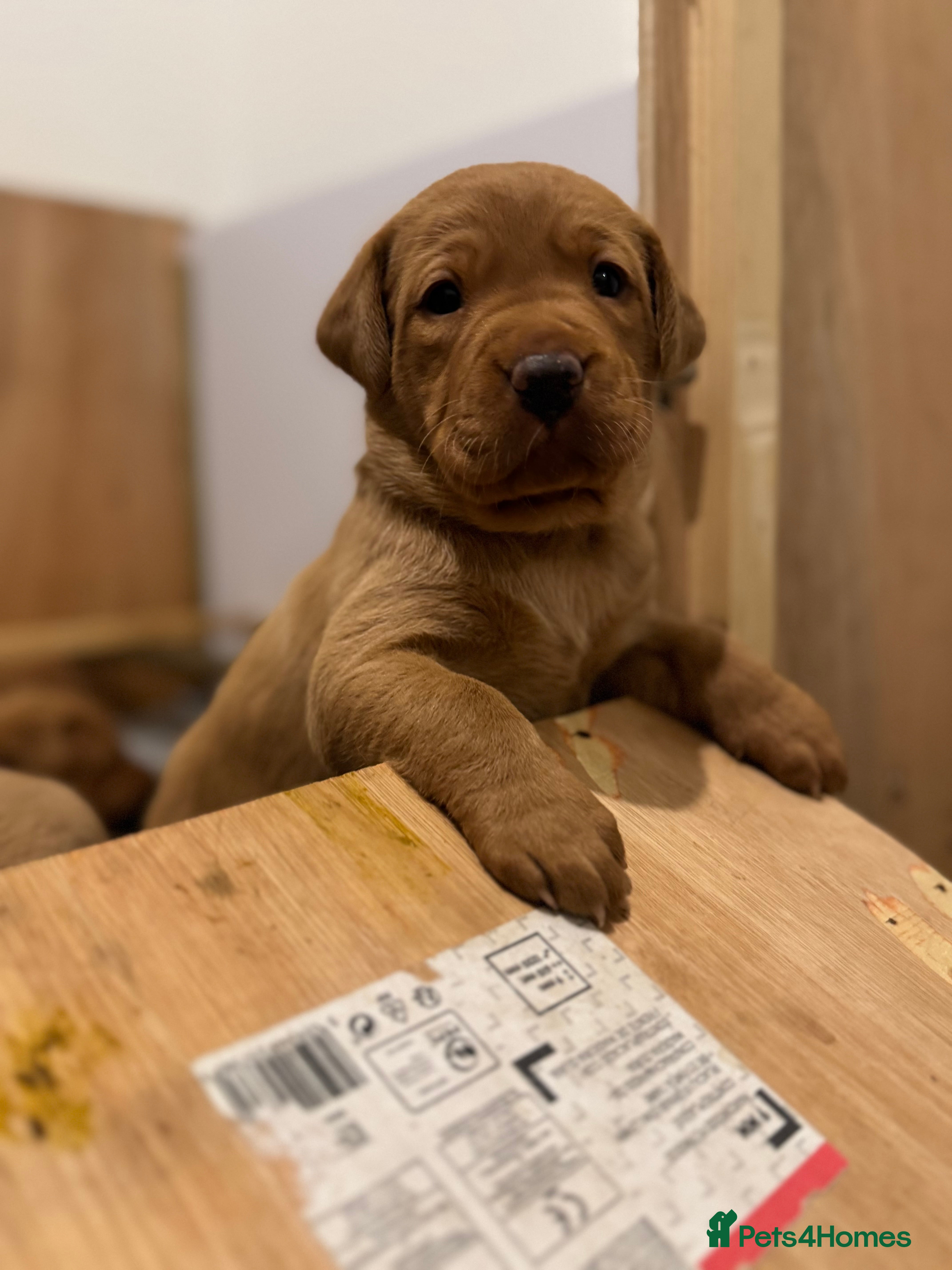 Labrador Retriever dogs Beautiful Red Fox Labrador puppies - Advert 8