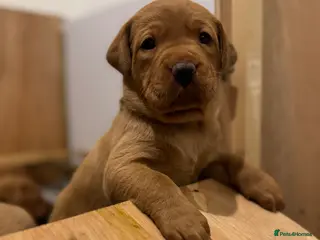 Labrador Retriever dogs Beautiful Red Fox Labrador puppies - Advert 8