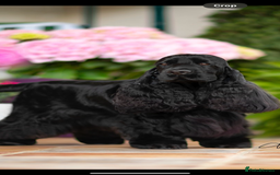 Cocker Spaniel dogs for sale: Top Quality Show Cocker - Top European Show Lines  - Image 7