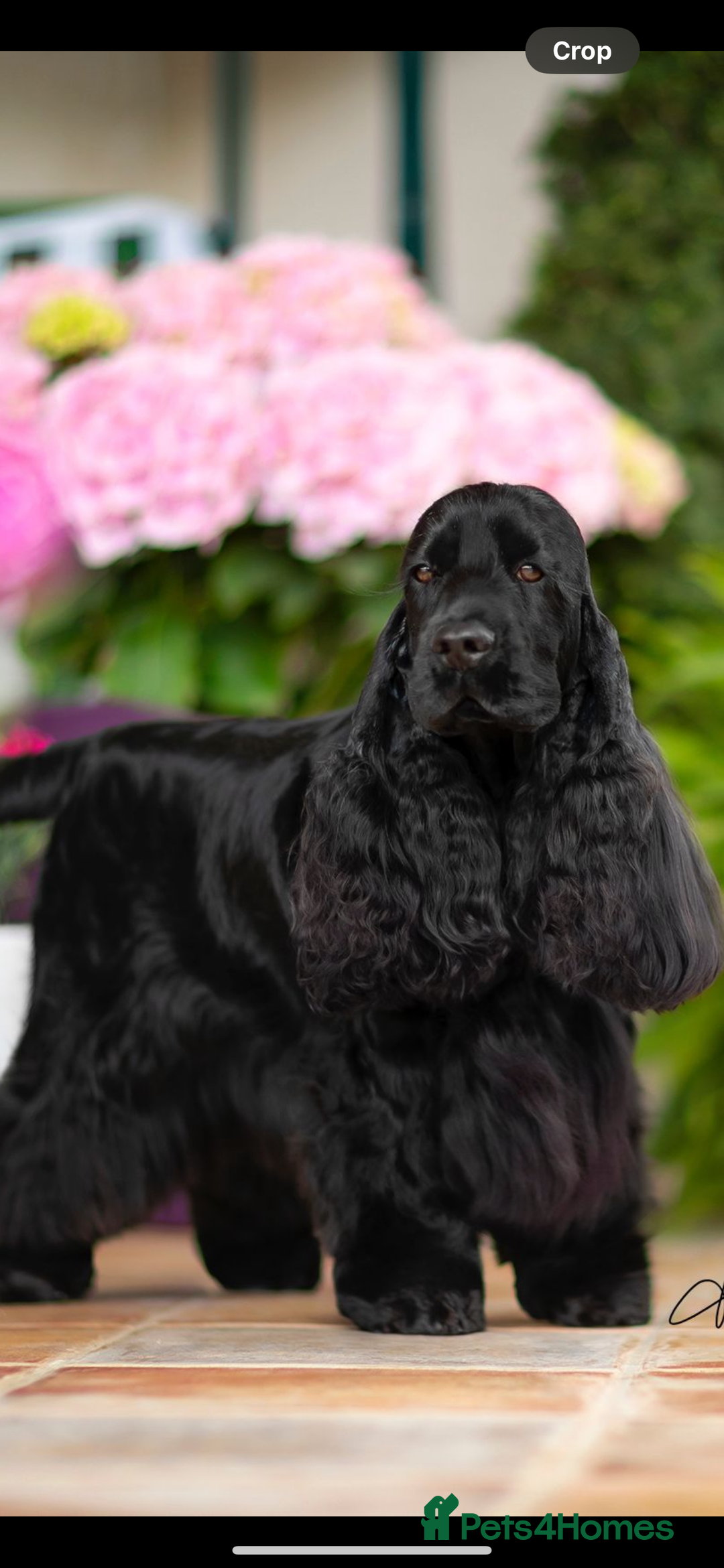 Cocker Spaniel dogs for sale: Top Quality Show Cocker - Top European Show Lines  - Image 7