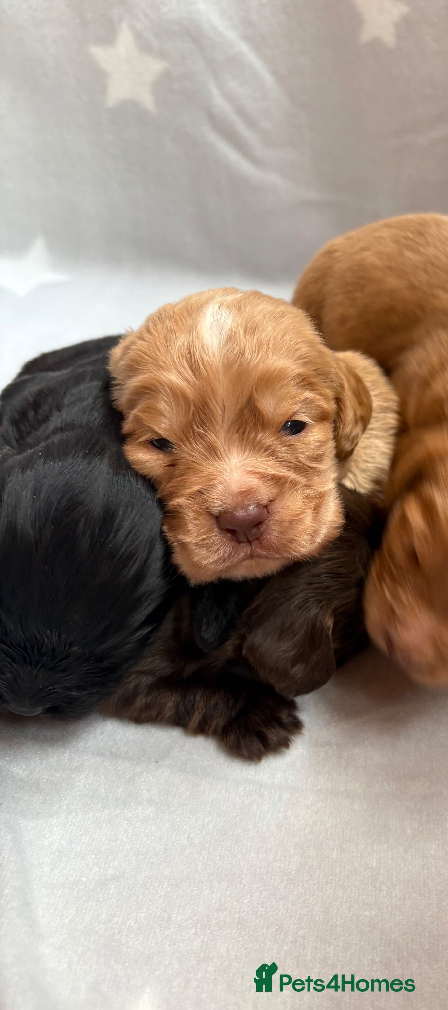 Cocker Spaniel dogs for sale: Stunning Working Cocker spaniels  - Advert 4
