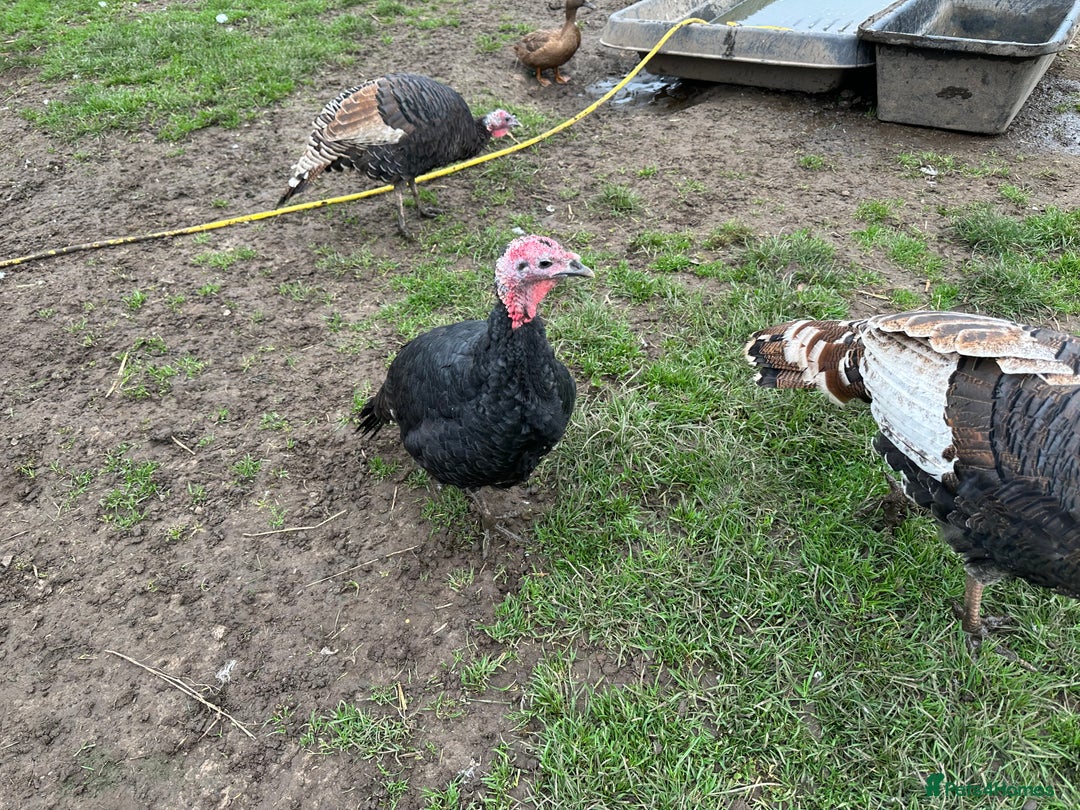Turkeys poultry for sale: Turkeys - Image 3