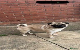 Pug dogs for sale: 4 Year Old Male Pug (Castrated) - Image 1