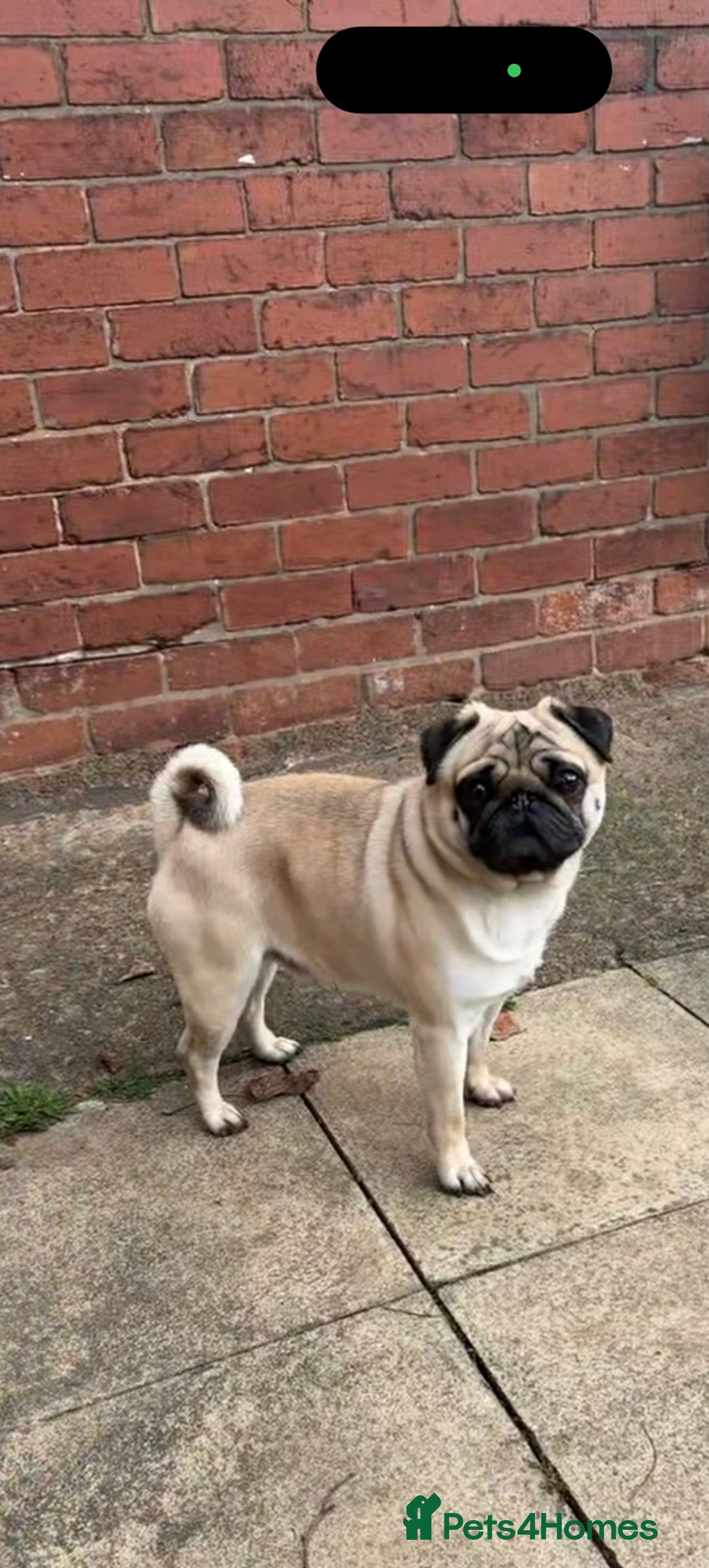 Pug dogs for sale: 4 Year Old Male Pug (Castrated) - Image 1