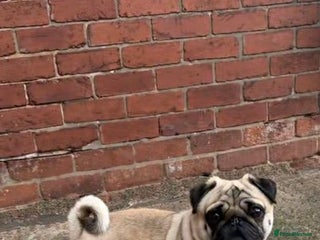 Pug dogs for sale - Advert 1