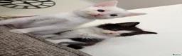 Mixed Breed cats for sale: Ragdoll X 2 longhair Blk and white ready now  - Advert 3