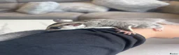Sugar Glider rodents for sale: Sugar Gliders Grey + Leu (Details in Description) - Advert 11