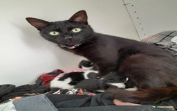 Domestic Shorthair cats for sale: 2 female kittens  - Image 6