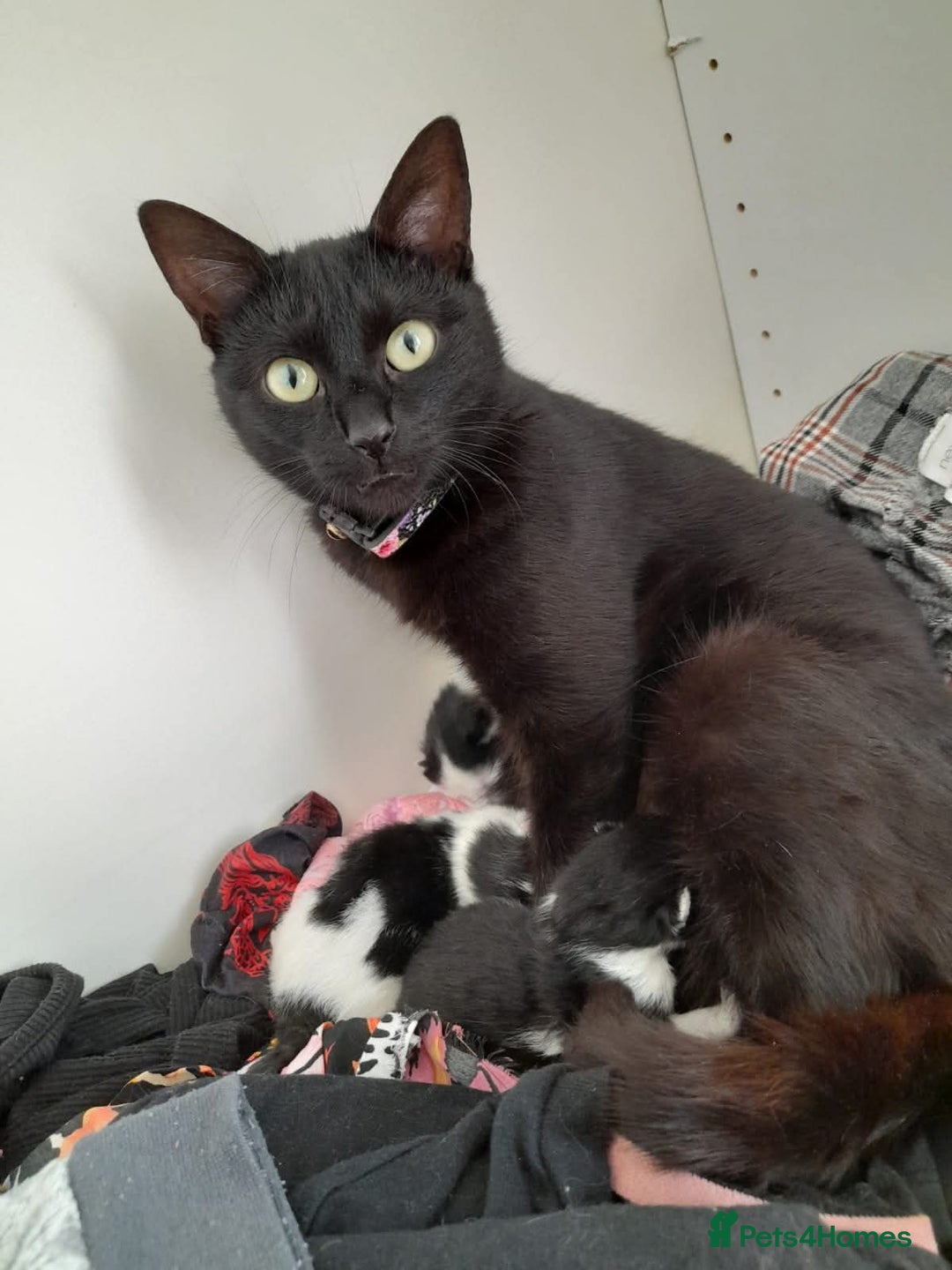Domestic Shorthair cats for sale: 2 female kittens  - Image 6