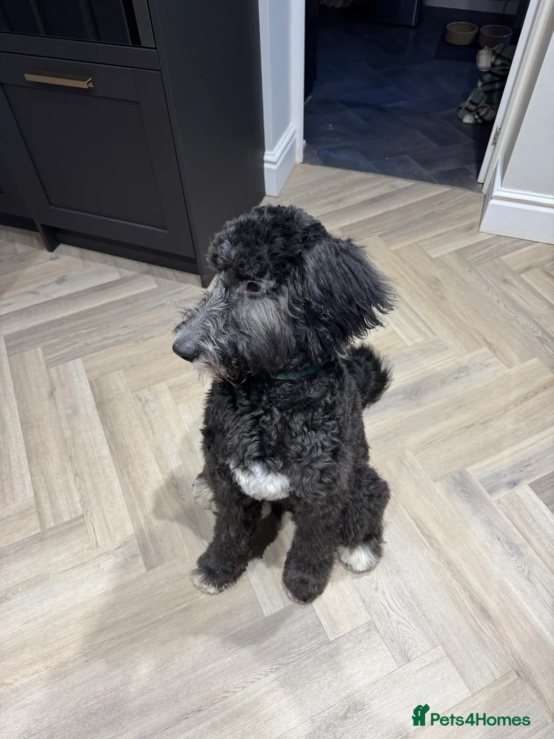 Bernedoodle dogs for sale: Bernadoodle  in Macclesfield - Advert 3