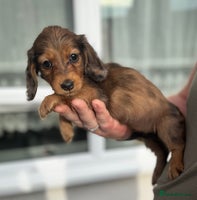 Miniature Dachshund dogs - Advert 1