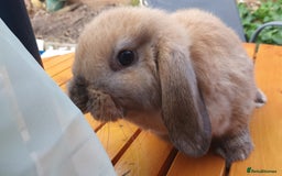 Mini Lop rabbits for sale: Friendly baby rabbits available to loving homes - Image 8
