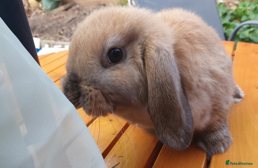 Mini Lop rabbits for sale: Friendly baby rabbits available to loving homes - Image 8
