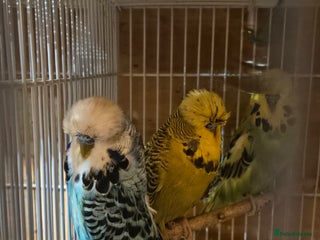 Budgerigars birds Exhibition Budgies For Sale - Advert 10