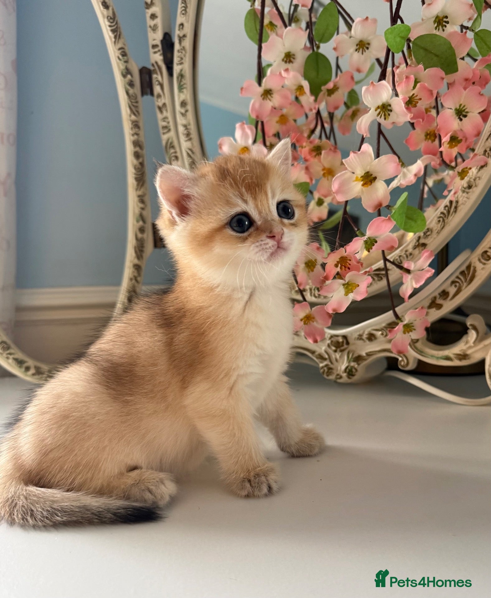 British Shorthair cats for sale: 🌟Rare Chocolate Golden BSH girls Tica registered  - Advert 1