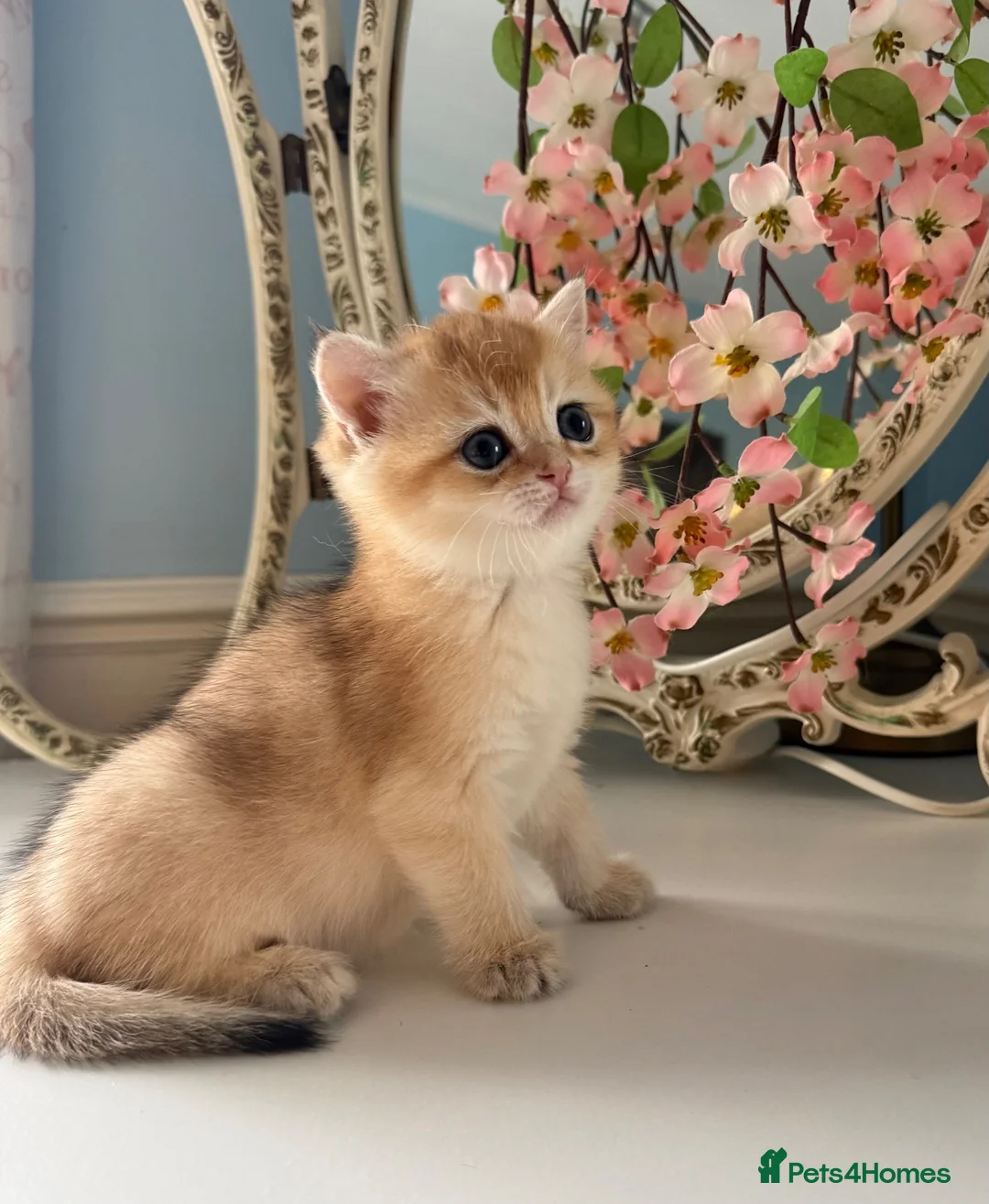 British Shorthair cats for sale: 🌟Rare Chocolate Golden BSH girls Tica registered  - Advert 1