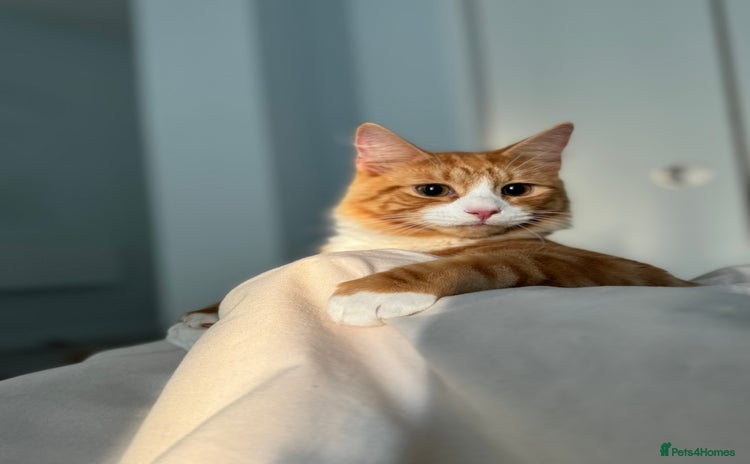 Mixed Breed cats - Advert 9
