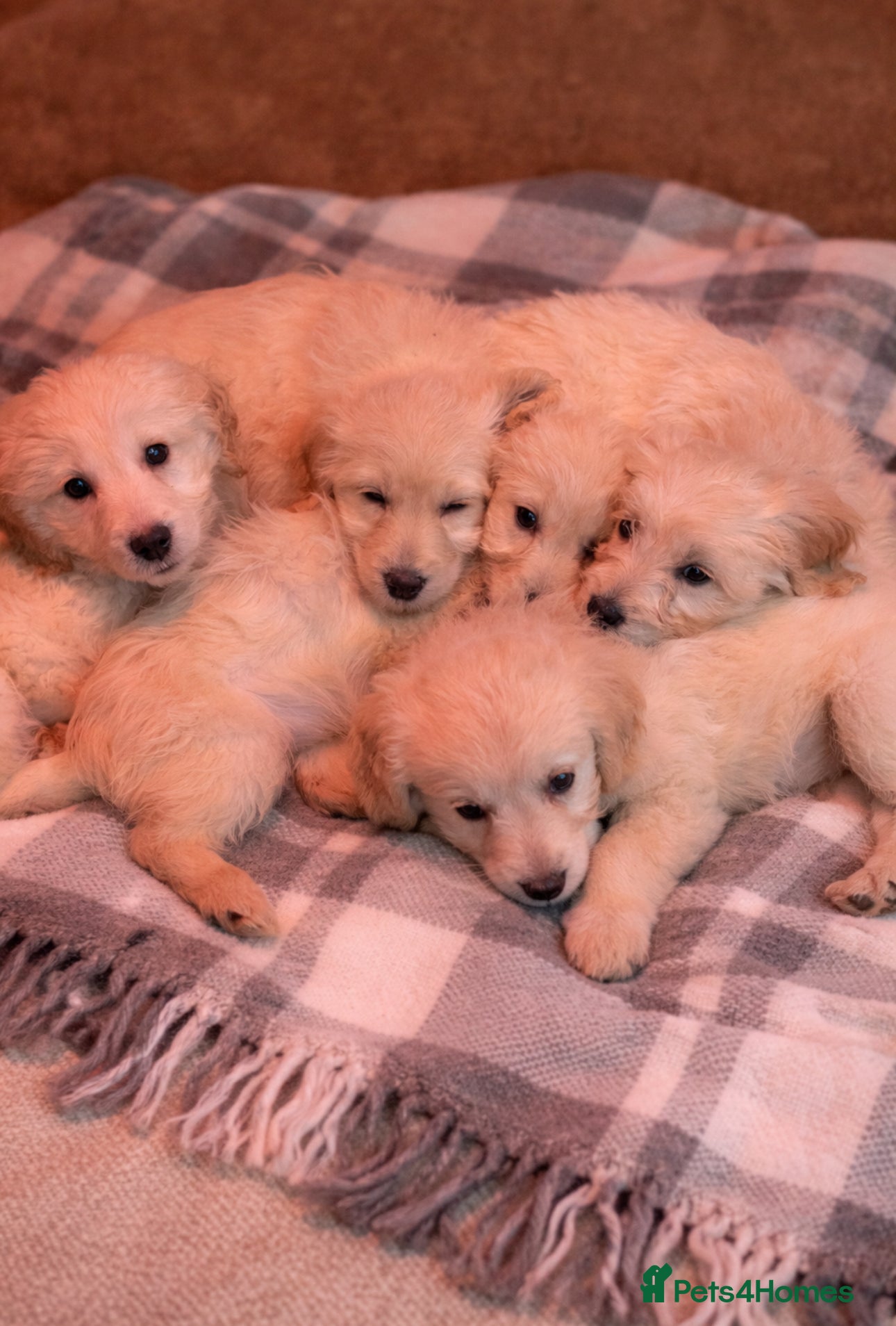 Mini Goldendoodle dogs 1 Left READY TO LEAVE Mini F1 GoldenDoodle puppies - Advert 2