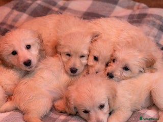 Mini Goldendoodle dogs 1 Left READY TO LEAVE Mini F1 GoldenDoodle puppies - Advert 1