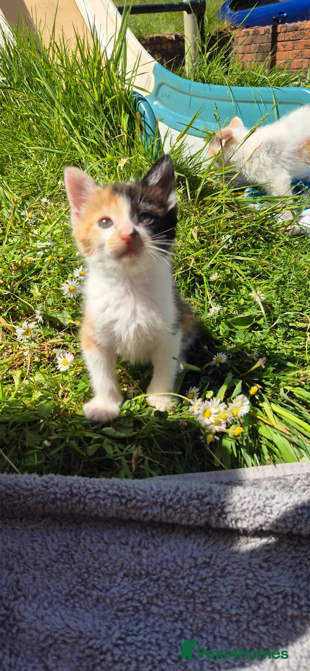 Mixed Breed cats for sale: 2 absolutely gorgeous female kittens - Advert 1