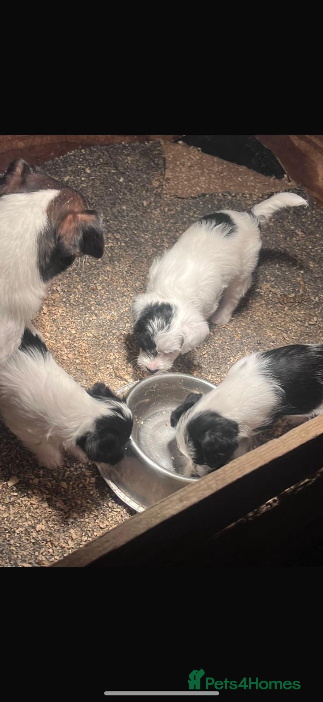 Jackapoo dogs for sale: Jackapoo puppies mini poodle very small - Image 6