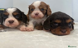 Cavalier King Charles Spaniel dogs for sale: BOYS chocolate cavaliers 🐶🍫 - Image 10