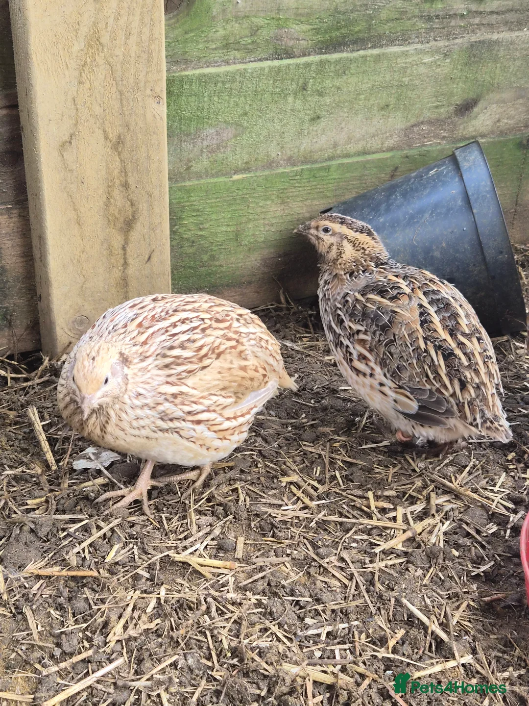 Quail poultry for sale: 10 female and 1 male quails for new homes - Advert 5