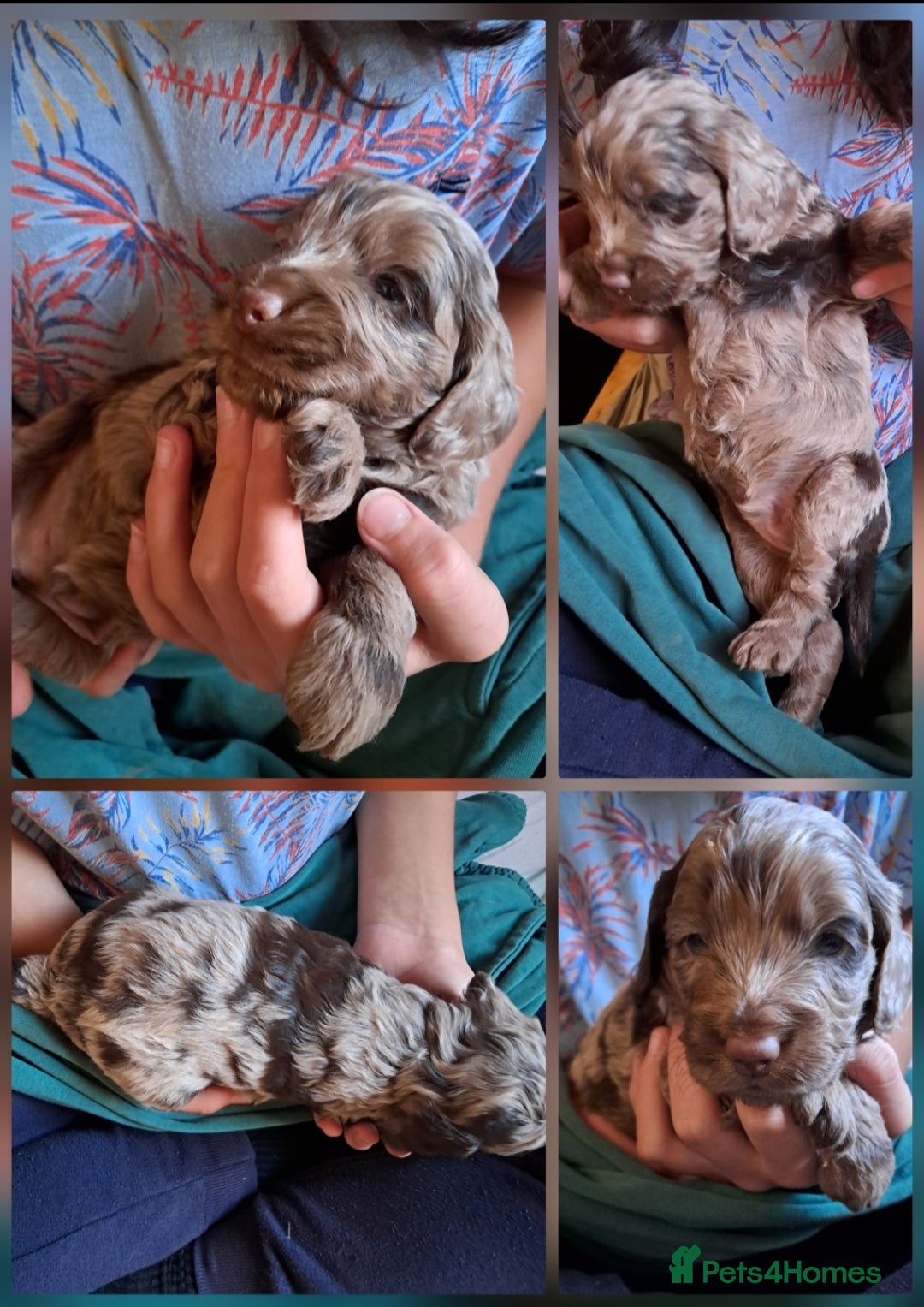 Cockapoo dogs for sale: Toy F1 Cockerpoo merle and chocolate puppies  - Advert 10