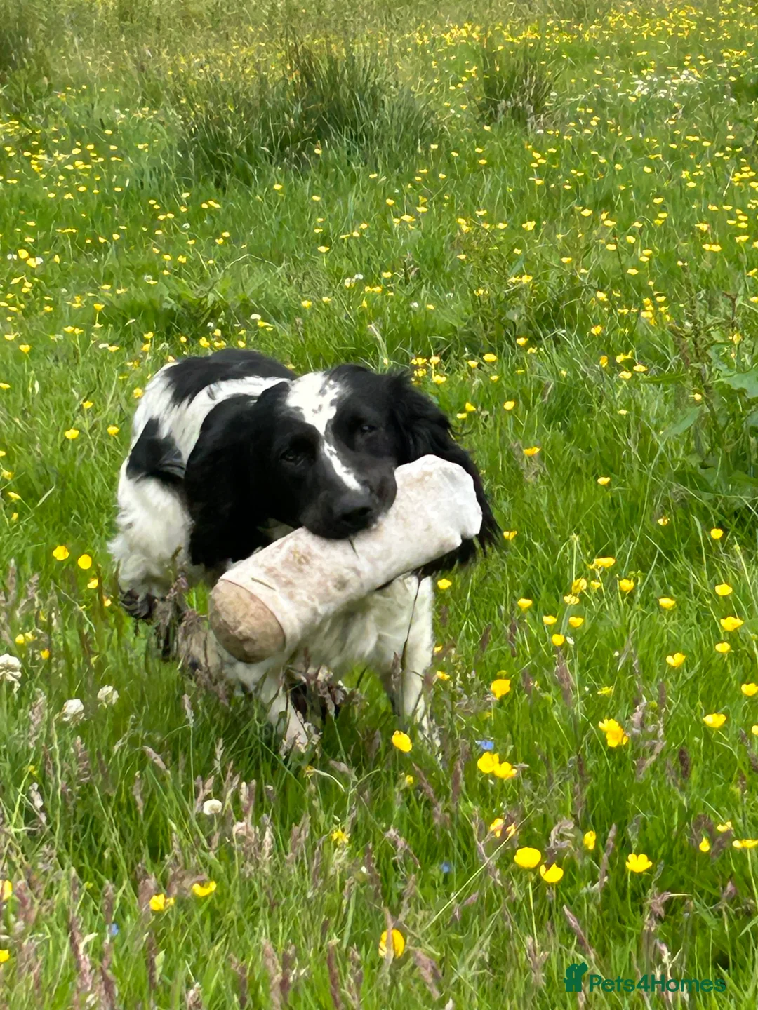 English Springer Spaniel dogs for sale: KC Registered Springer Spaniel - Advert 4