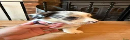 Welsh Corgi Cardigan dogs for sale: 🐶 3 pups left 🐶 Cardigan Corgi puppies 🐾 - Advert 12