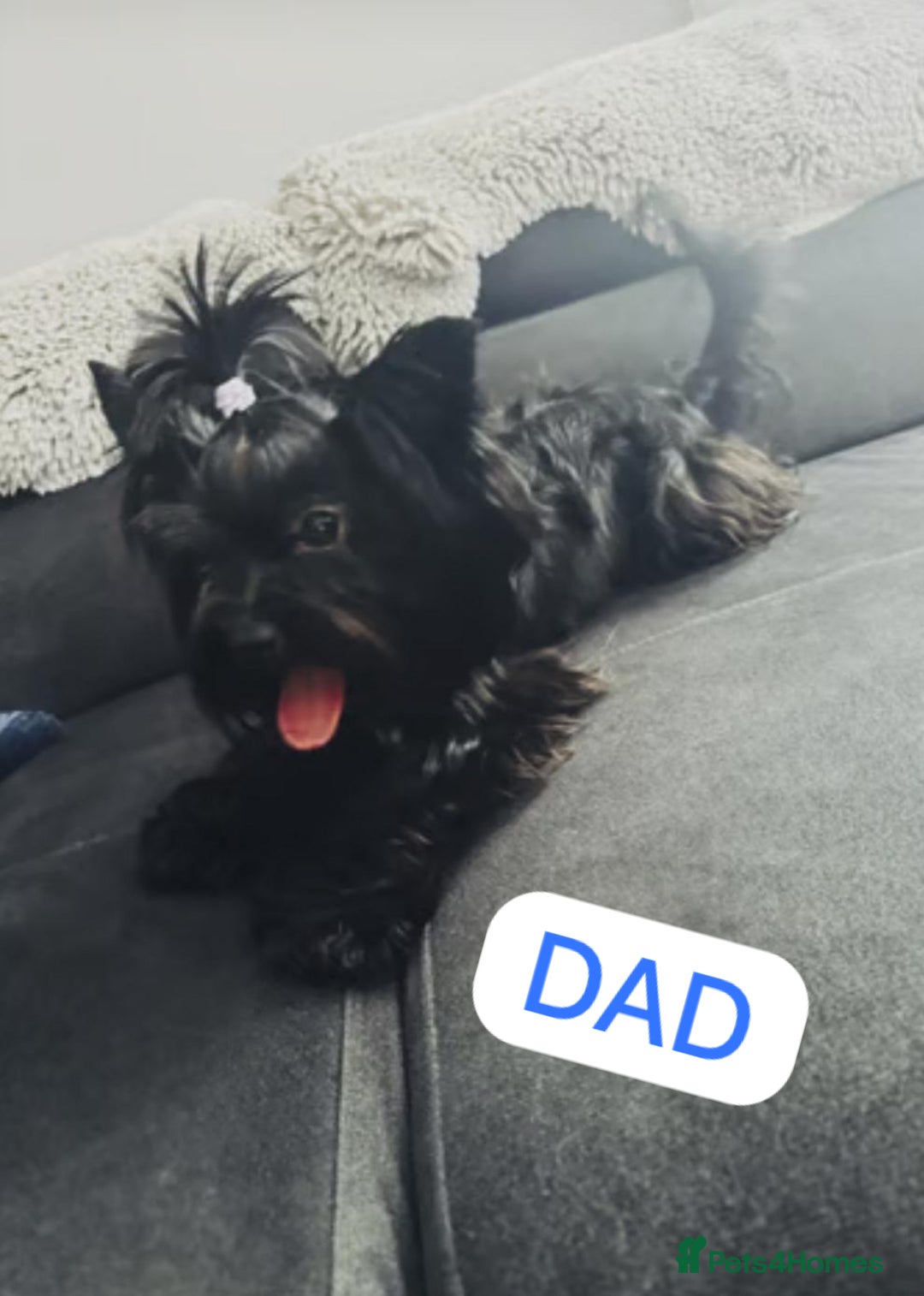 Yorkshire Terrier dogs for sale: Mini Black Yorkshire terriers puppies  - Advert 18