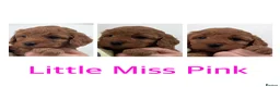 Cockapoo dogs for sale: COCKAPOO PUPPIES - Advert 26