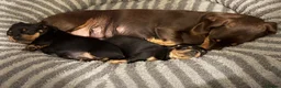 Miniature Dachshund dogs for sale: Black and Tan beautiful miniature dachshunds - Advert 8
