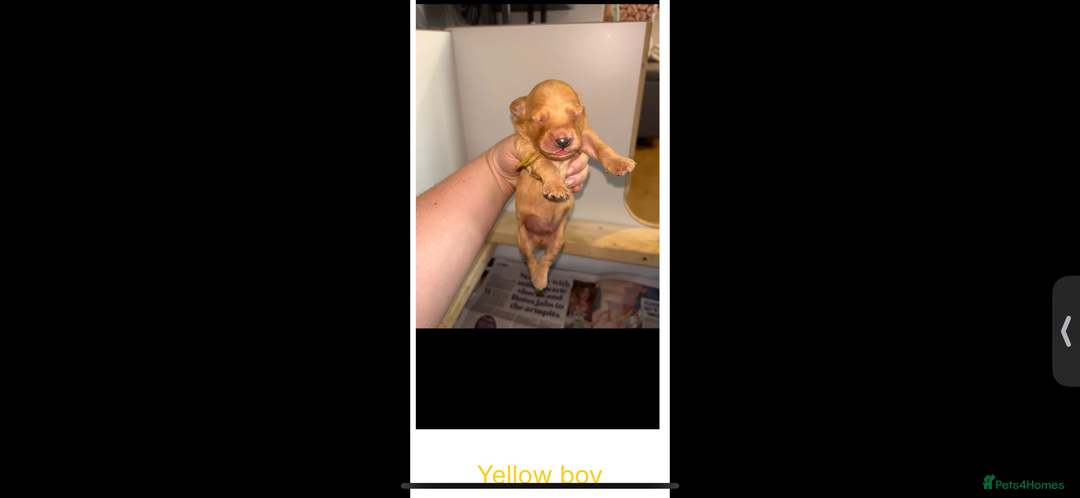 Goldendoodle dogs for sale: F1 mini Goldendoodles - Advert 12