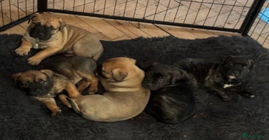 Mixed Breed dogs - Advert 11