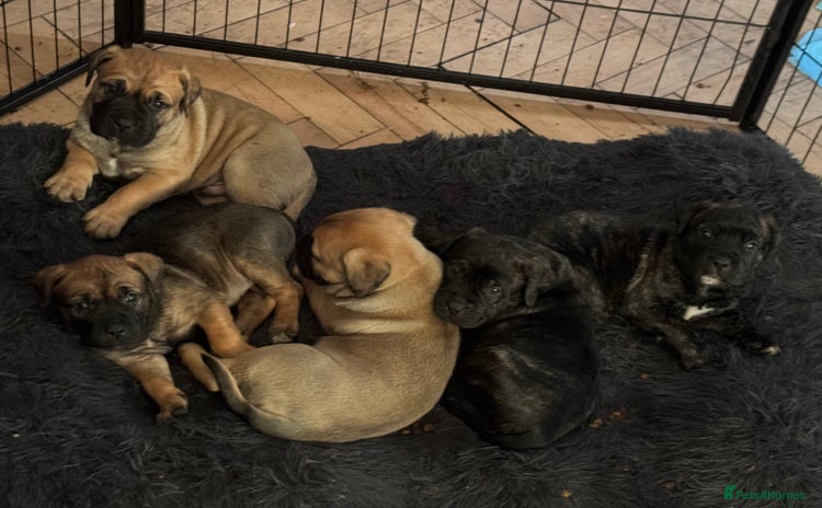 Mixed Breed dogs - Advert 5