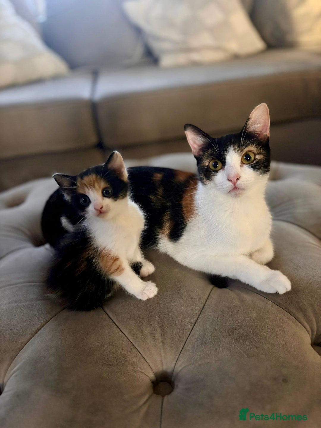 Domestic Shorthair cats for sale: 4 beautiful kittens looking for forever homes  - Image 10