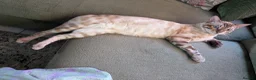 Mixed Breed cats for sale: Snow Lynx Bengal Male - Advert 7