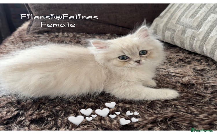 RagaMuffin cats - Advert 1