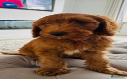 Goldendoodle dogs for sale: Stunning red golden double  doodles  - Image 1