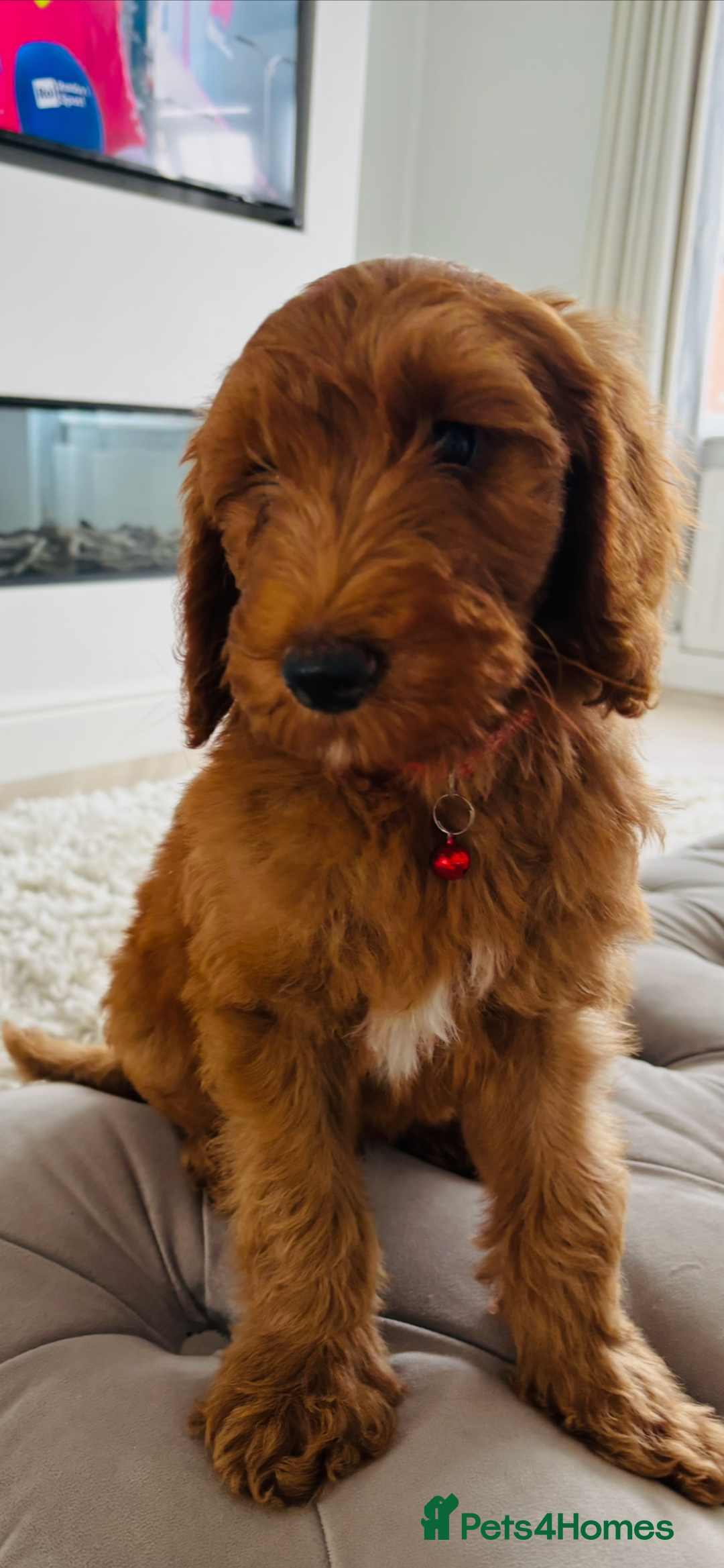Goldendoodle dogs for sale: Stunning red golden double  doodles  - Image 1